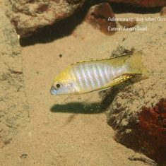Aulonocara sp. ‚deep lutheri‘