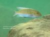Labeotropheus trewavasae