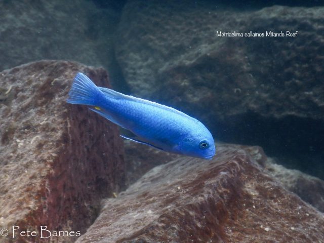 Metriaclima callainos Mitande Reef