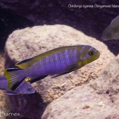 Chindongo cyaneus 