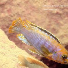 Iodotropheus sprengerae