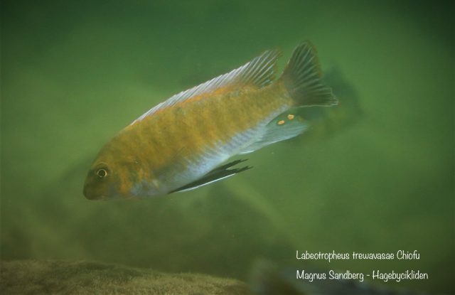 Labeotropheus trewavasae Chiofu Bay
