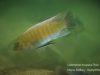 Labeotropheus trewavasae Chiofu Bay