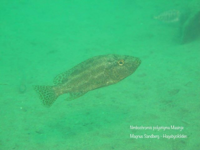 Nimbochromis polystigma
