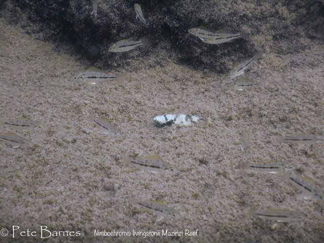 Nimbochromis livingstonii