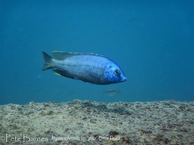 Nyassachromis sp. &#8218;otter&#8216;