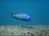 Nyassachromis sp. ‚otter‘