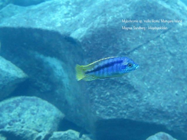 Mylochromis sp. ‚mollis likoma‘ Maigano Island