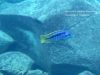 Mylochromis sp. ‚mollis likoma‘ Maigano Island