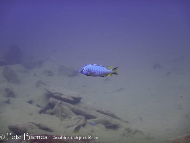Copadichromis atripinnis Border 