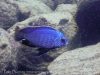 Protomelas dejunctus Chinyamwezi Island