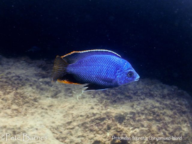 Protomelas dejunctus