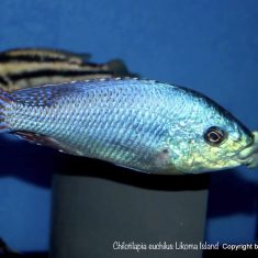 Chilotilapia euchilus