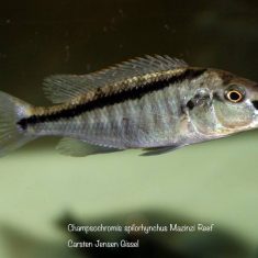 Champsochromis spilorhynchus