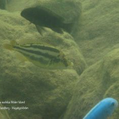 Chilotilapia euchilus