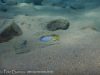 Lethrinops microstoma