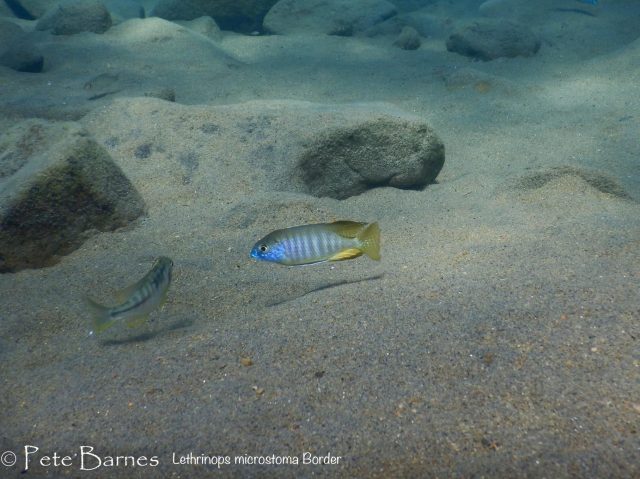 Lethrinops microstoma