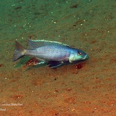 Champsochromis caeruleus