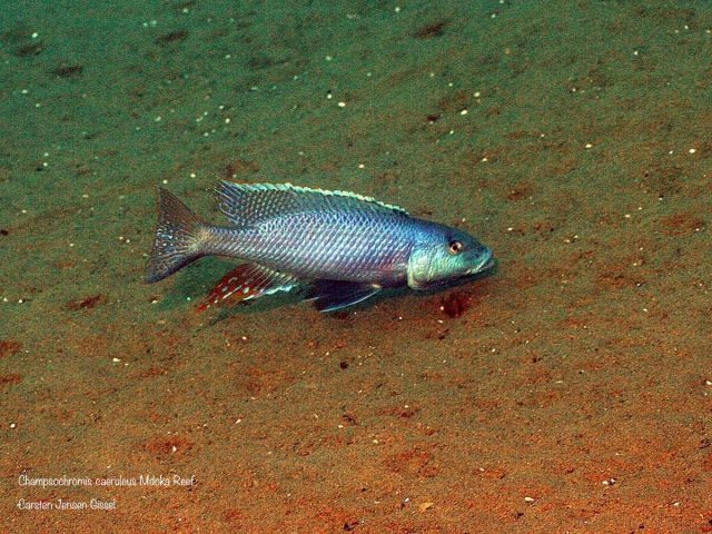 Champsochromis caeruleus