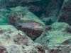 Genyochromis mento Makokola Reef