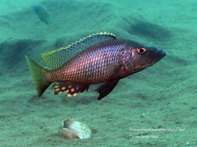 Stigmatochromis melanchros