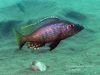 Stigmatochromis melanchros