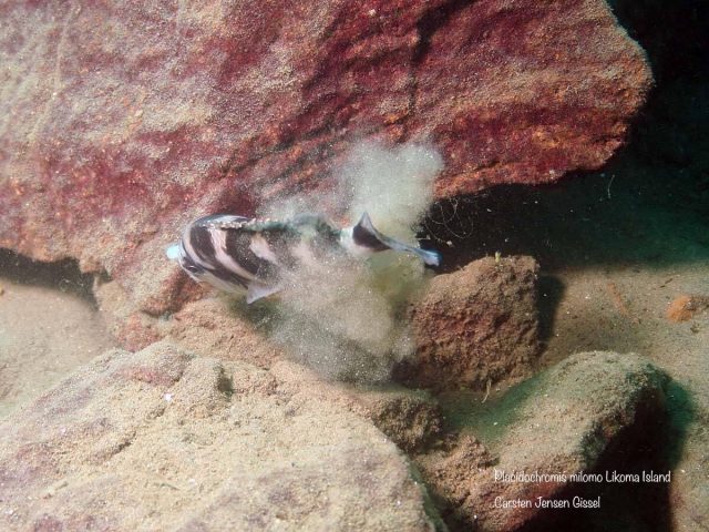 Placidochromis milomo Likoma Island