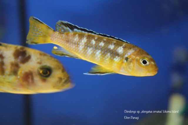 Chindongo sp. ,elongatus ornatus'
