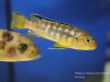 Chindongo sp. ,elongatus ornatus'