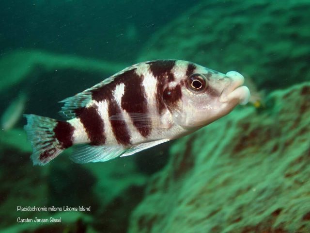 Placidochromis milomo