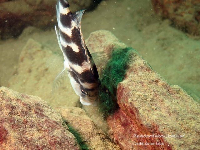 Placidochromis milomo Likoma Island