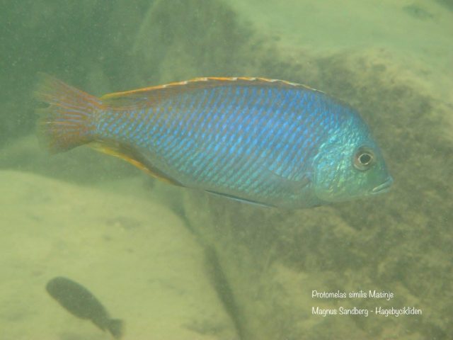 Protomelas similis