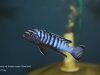 Chindongo sp. ,elongatus ornatus‘