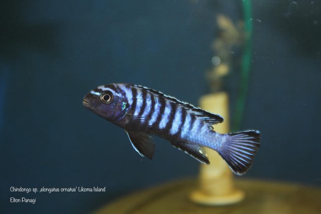 Chindongo sp. ,elongatus ornatus&#8216;