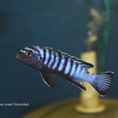Chindongo sp. ,elongatus ornatus‘