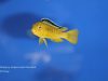 Chindongo sp. ,elongatus ornatus'
