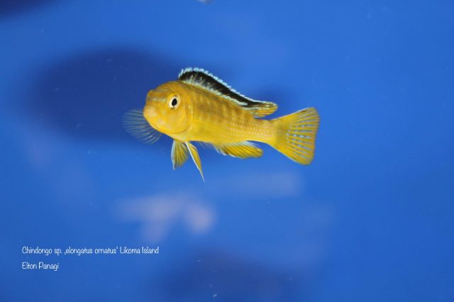 Chindongo sp. ,elongatus ornatus'