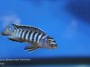 Chindongo sp. ,elongatus ornatus' (samec)