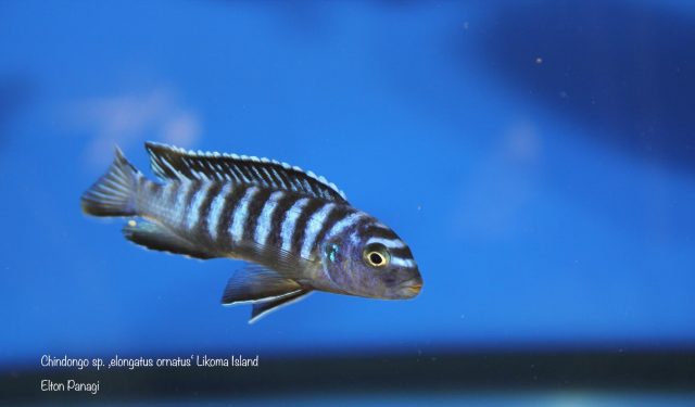 Chindongo sp. ,elongatus ornatus' (samec)