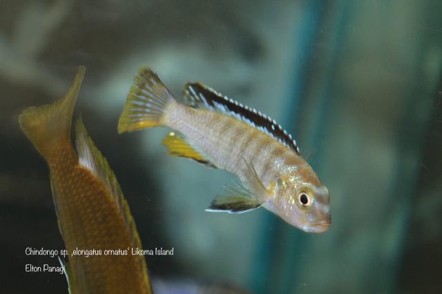 Chindongo sp. ,elongatus ornatus'
