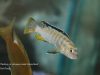 Chindongo sp. ,elongatus ornatus'