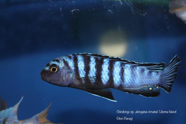 Chindongo sp. ,elongatus ornatus' (samec)
