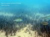 Mylochromis plagiotaenia