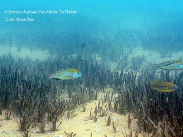 Mylochromis plagiotaenia