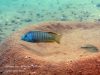 Lethrinops albus