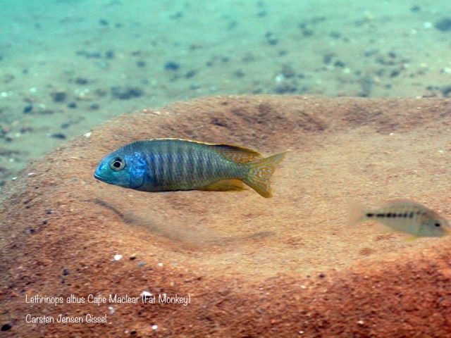Lethrinops albus