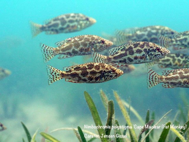 Nimbochromis polystigma