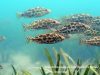 Nimbochromis polystigma