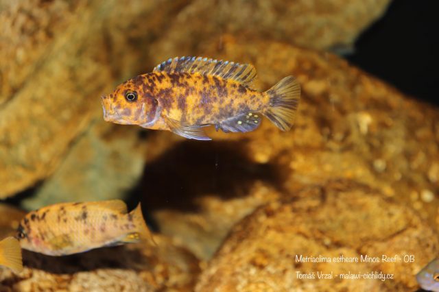 Metriaclima estherae Minos Reef (OB samice)
