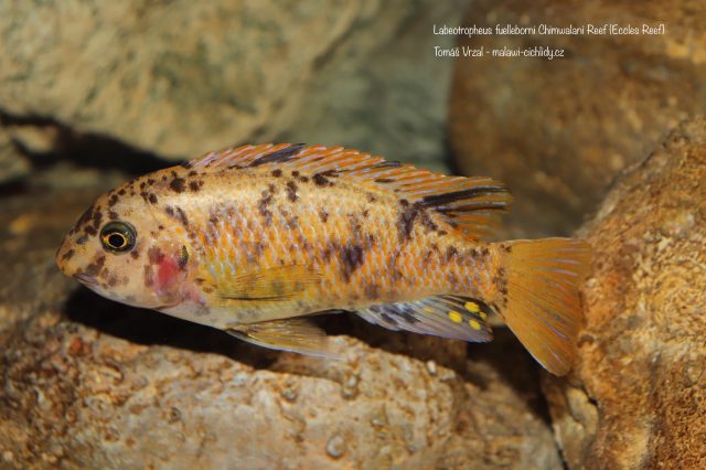 Labeotropheus fuelleborni Chimwalani Reef (OB samice)